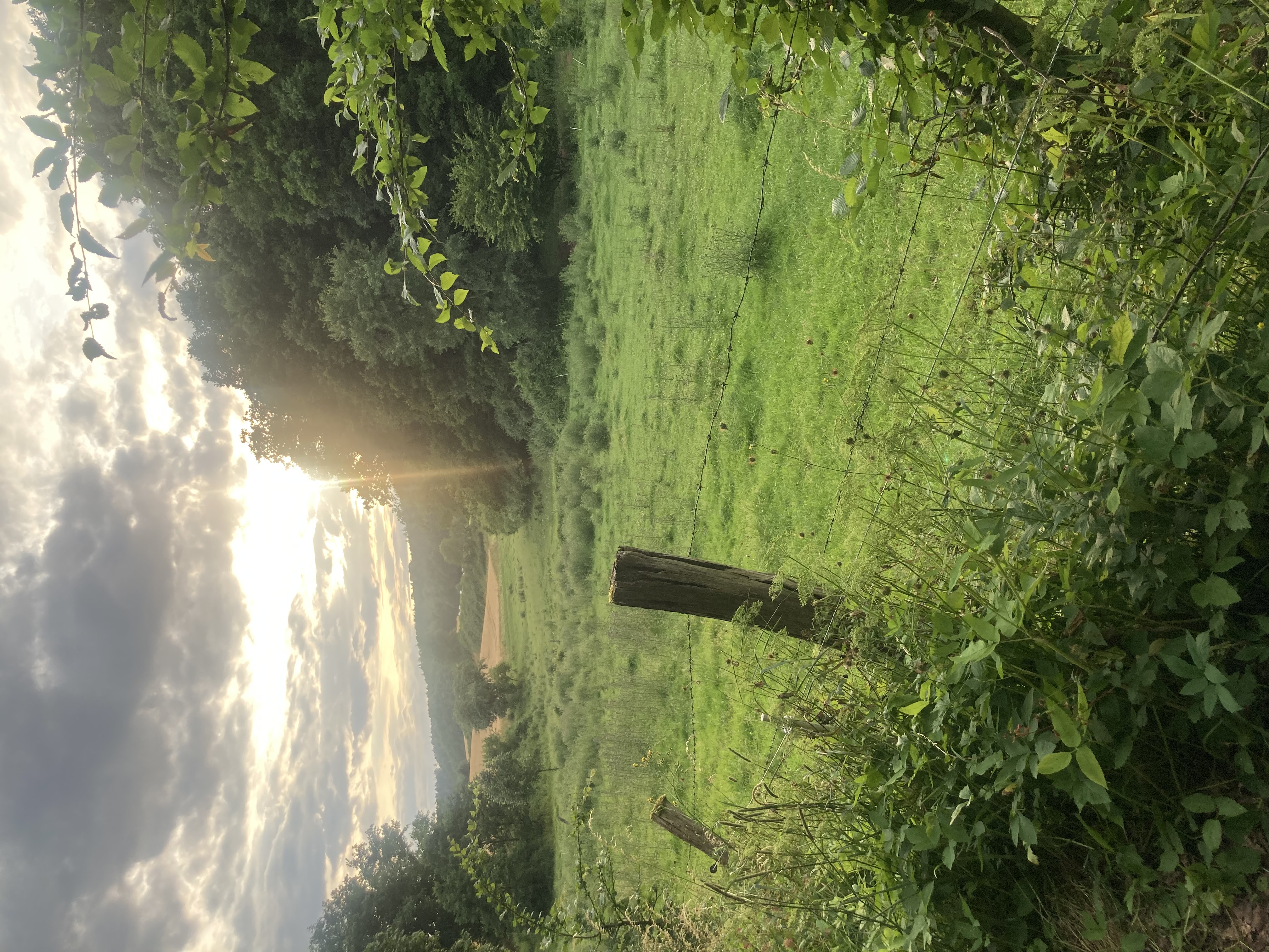 Agricultural landscape