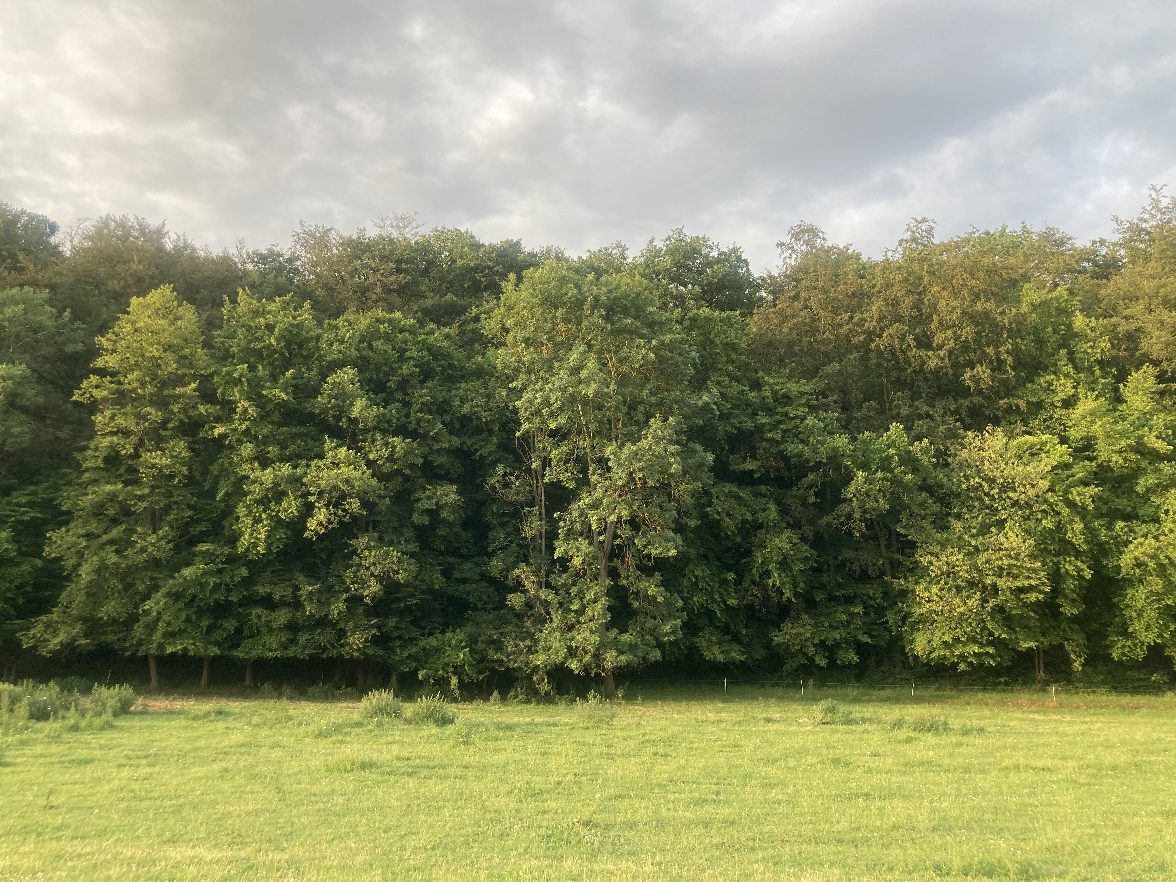 Forest landscape